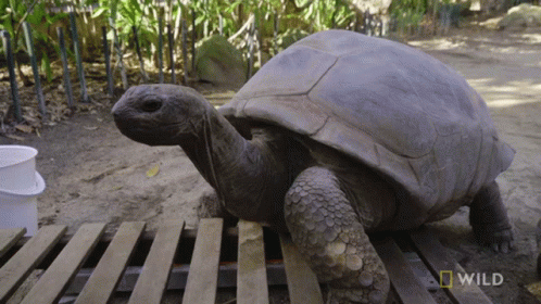 Climbing Up National Geographic GIF