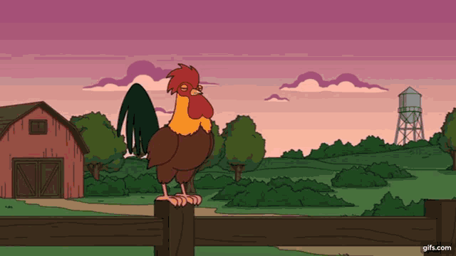 Cock Chicken GIF