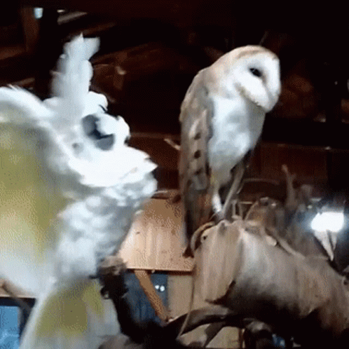 Cockatoo Owl GIF