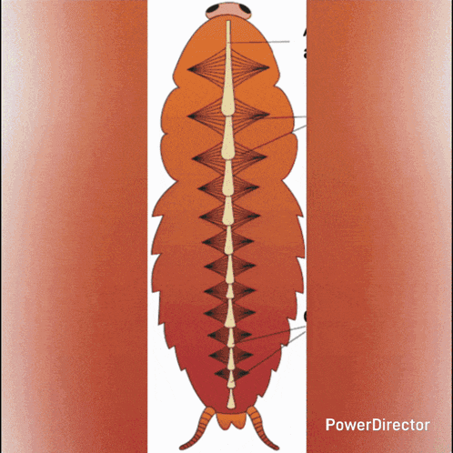 Cockroach Cockroaches GIF