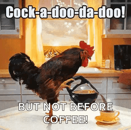 Coffee Time Rooster GIF