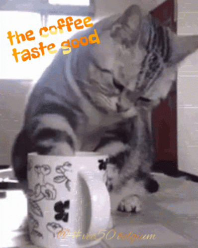 Coffee Vec50 GIF