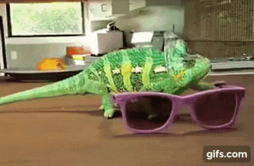 Color Changing Chameleon GIF