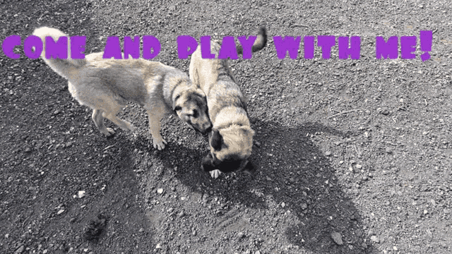 Come On Come And Play GIF