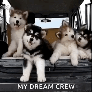 Confused Huskies GIF