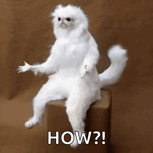 Confused White Persian Guardian GIF