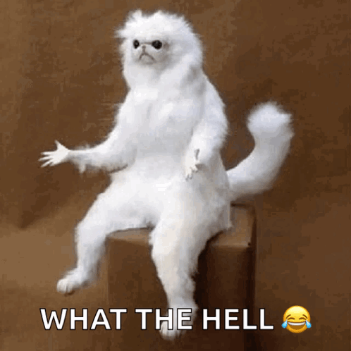 Confused Whitepersianguardian GIF