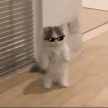 Cool Cat Cool Shades GIF