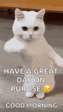 Cool Fun GIF