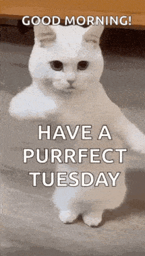 Cool Fun GIF