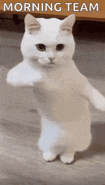 Cool Fun GIF