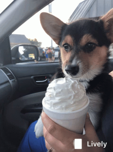 Corgi Ice Cream GIF