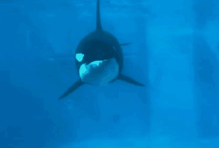 Corky Killer Whale GIF