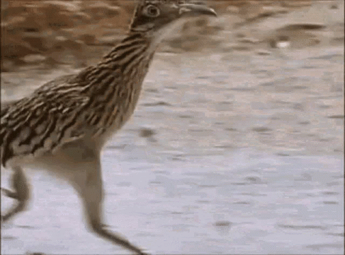 Correcaminos GIF