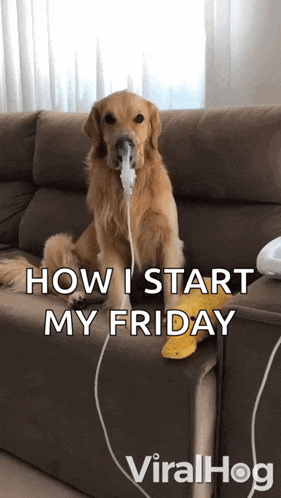 Cough Sick Dog GIF