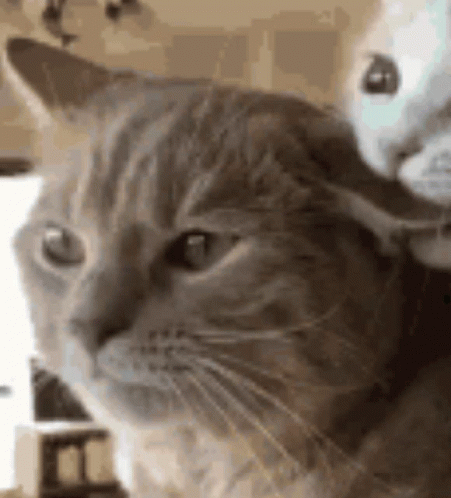 Couple Cat GIF