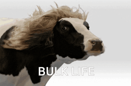 Cow Bulklife GIF