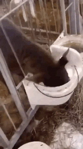 Cow Cow Milk GIF