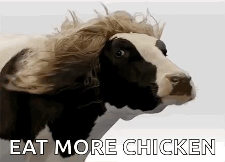 Cow Cows GIF