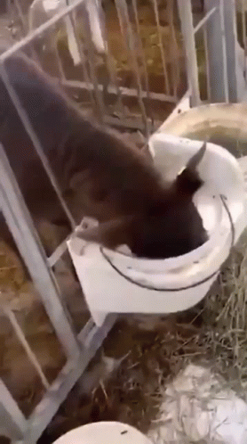 Cow GIF