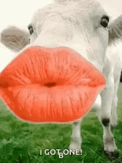 Cow Kiss GIF