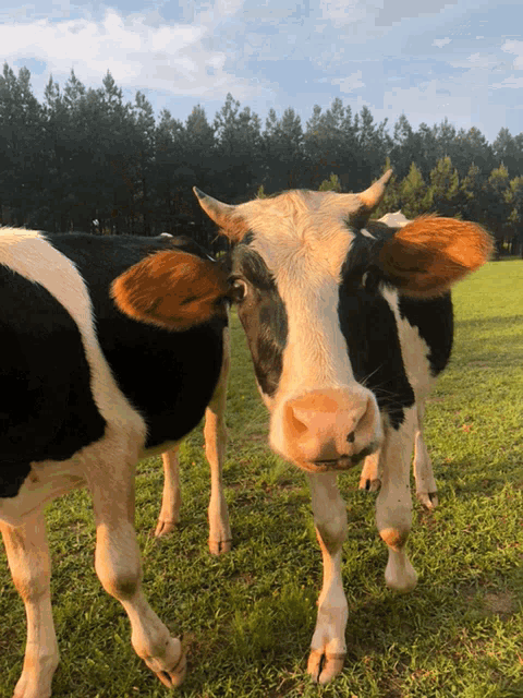 Cow Kisses GIF