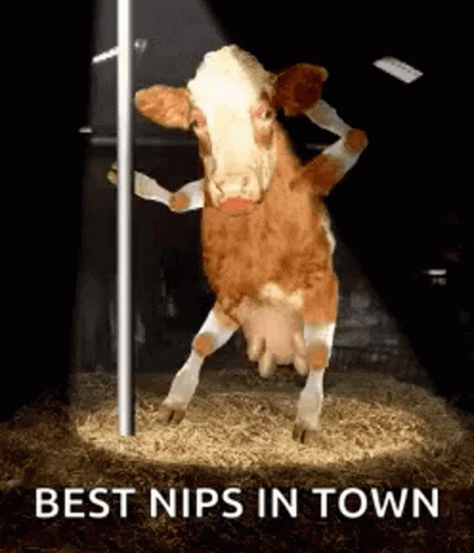Cow Pole GIF