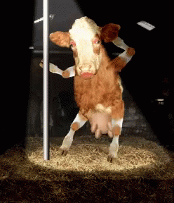 Cow Pole GIF