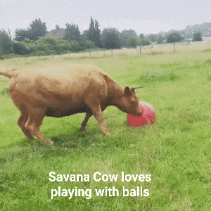 Cow Savana GIF