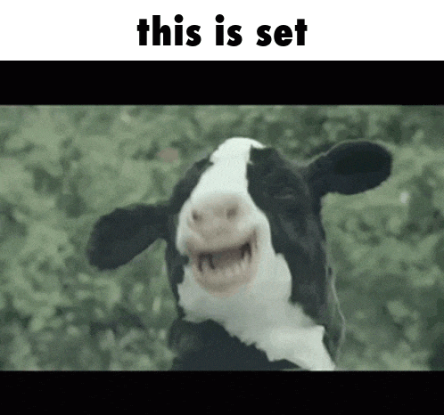 Cow This Is Set GIF