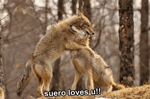 Coyote Animal GIF