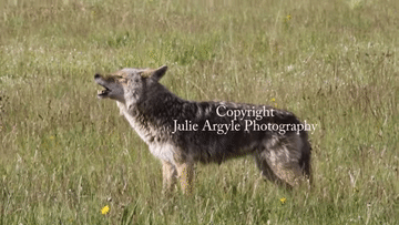 Coyote Howl GIF