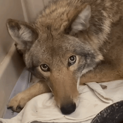 Coyote GIF