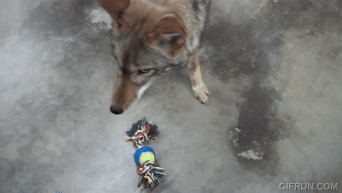 Coyote Scootercoyote GIF