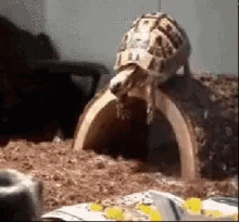 Coz Im Free Falling Turtle GIF