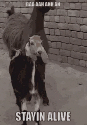Cpr You GIF