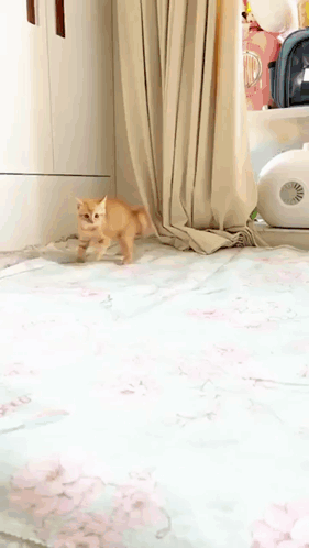 Crabcat Cat Attack GIF