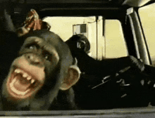 Crazymonkey GIF