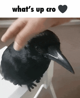 Cro Crow GIF
