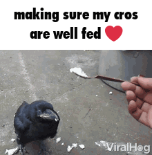 Cro Feeding Cro GIF