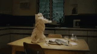 Croc Croc Cat GIF