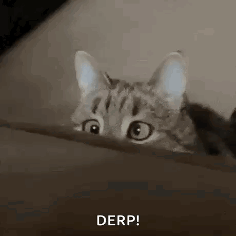 Cross Eyed Cat GIF