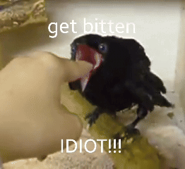Crow Bite Crow Cute GIF