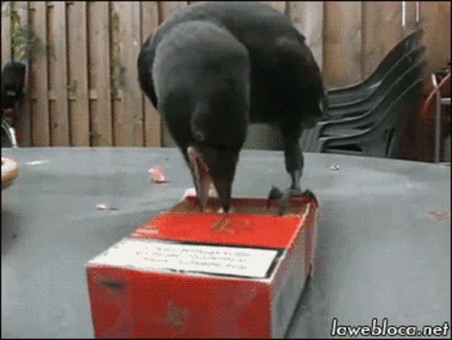 Crow GIF