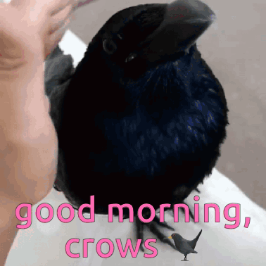 Crow Crow Nymph GIF