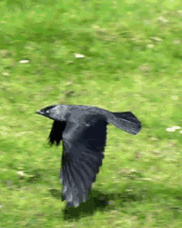 Crow GIF