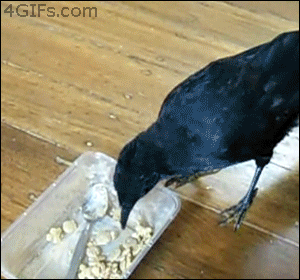Crow GIF