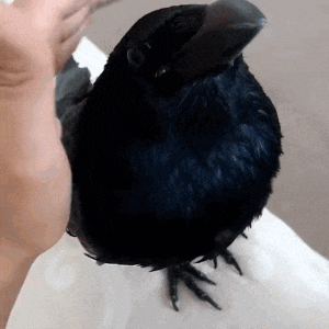 Crow Raven GIF