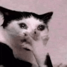 Crying Cat GIF