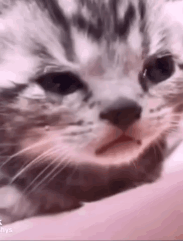 Crying Cat Sad Cat GIF